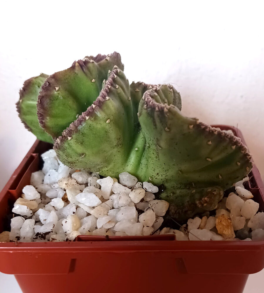 Stapelia leendertziae cristata - Imagen 4