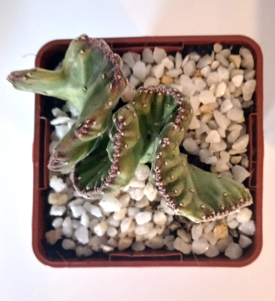 Stapelia leendertziae cristata - Imagen 5