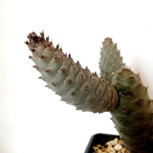 Tephrocactus strobiliformis