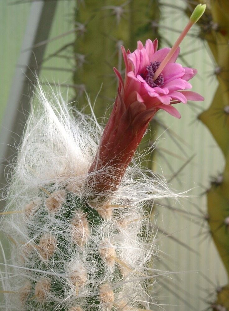 Oreocereus trollii - Imagen 3