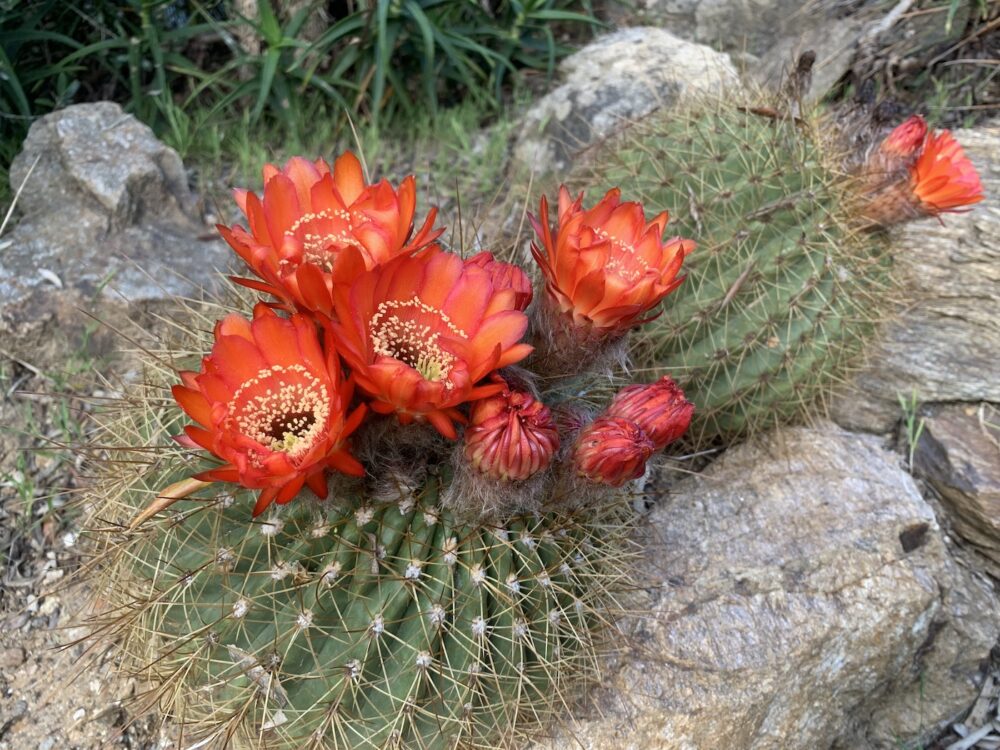 Lobivia bruchii - Imagen 3