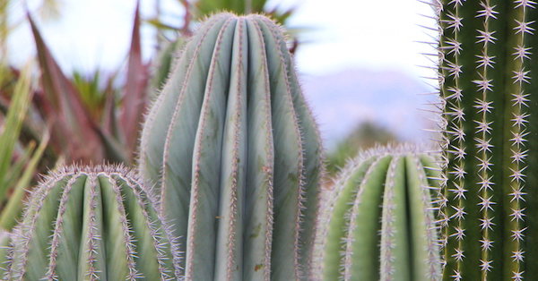 Cactus y suculentas