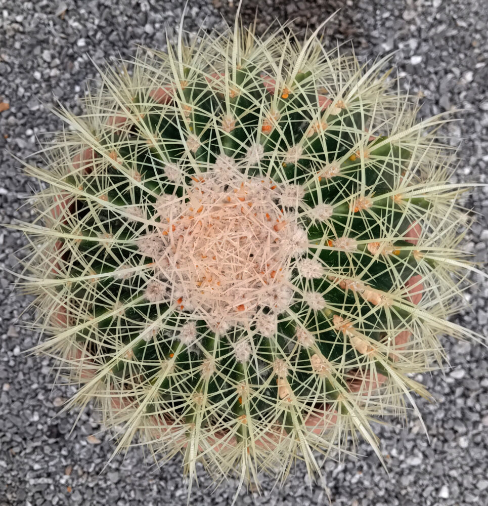 Echinocactus grusonii - Imagen 3