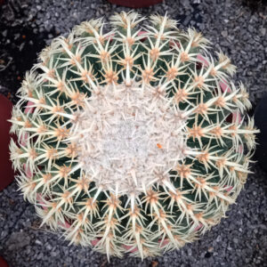 Echinocactus grusonii var. brevispinus
