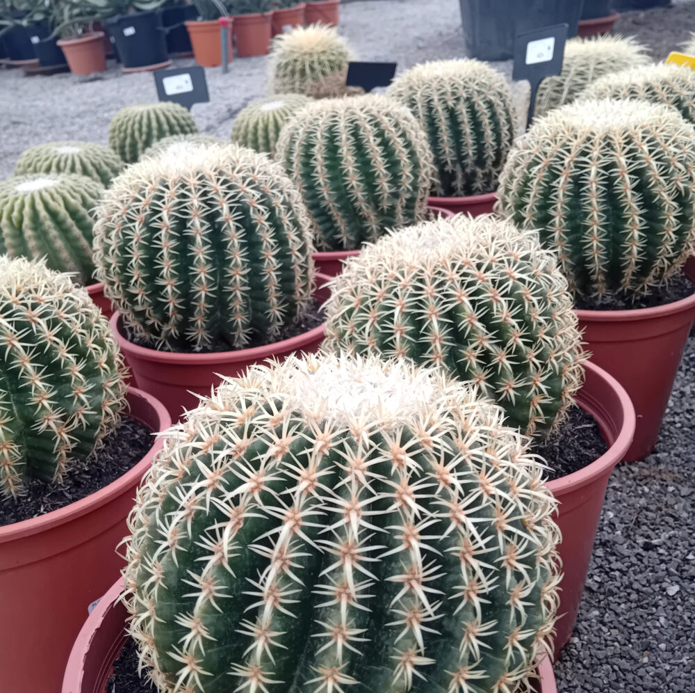 Echinocactus grusonii var. brevispinus - Imagen 3
