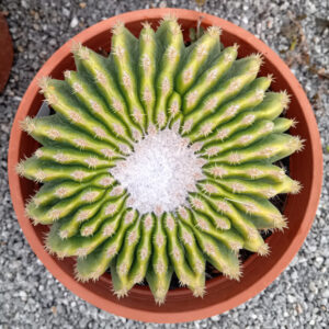 Echinocactus grusonii var. inermis