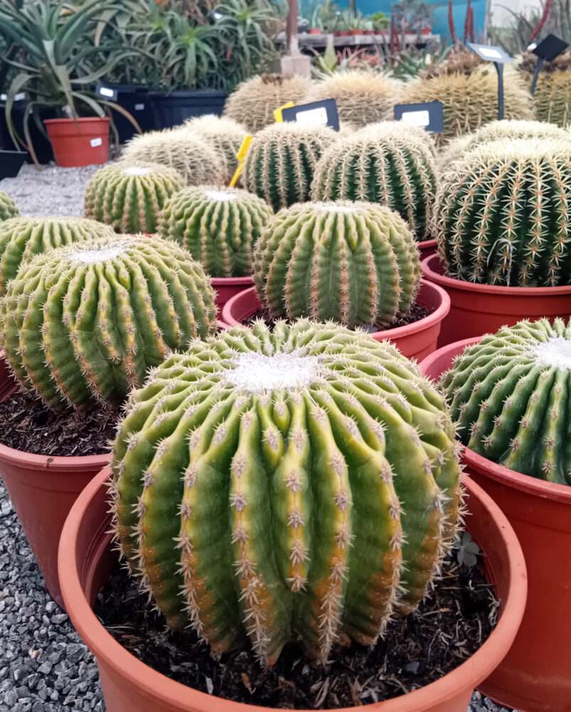 Echinocactus grusonii var. inermis - Imagen 3
