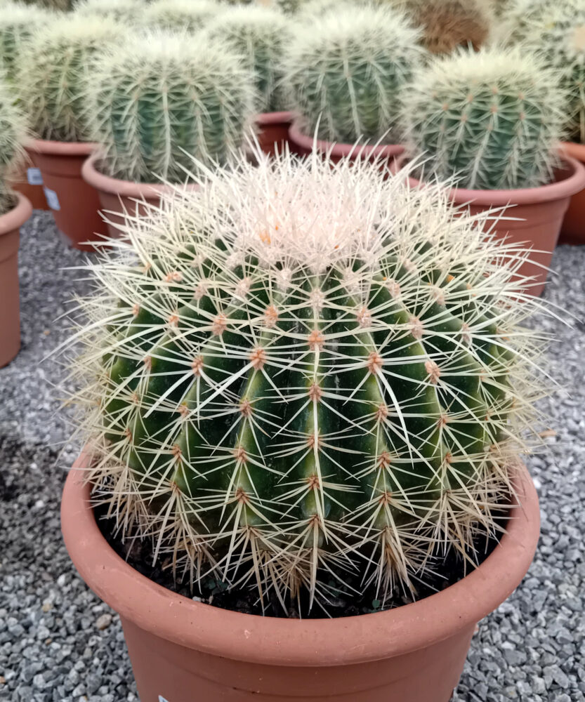 Echinocactus grusonii