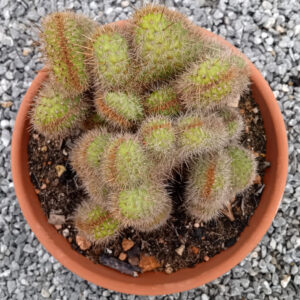 Hildewintera aureispina cristata