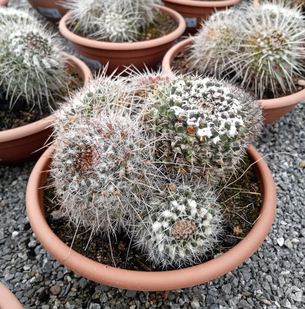 Mammillaria compressa