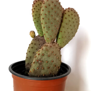 Opuntia microdasys hoery