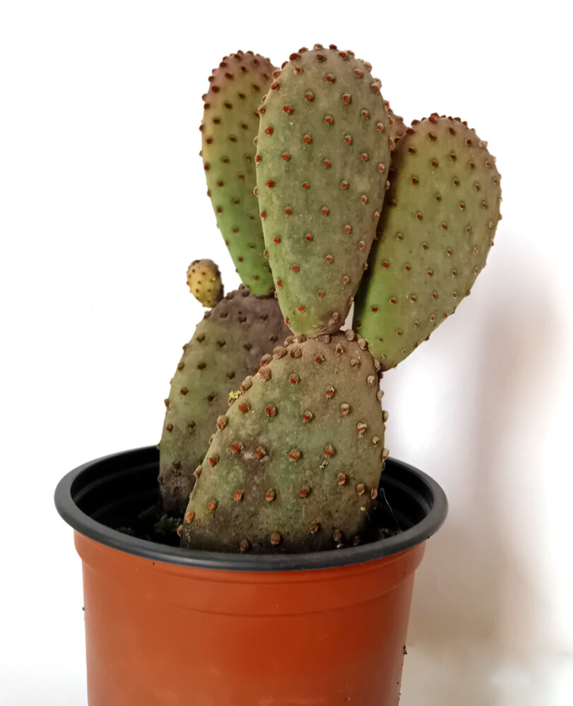 Opuntia microdasys hoery - Imagen 2