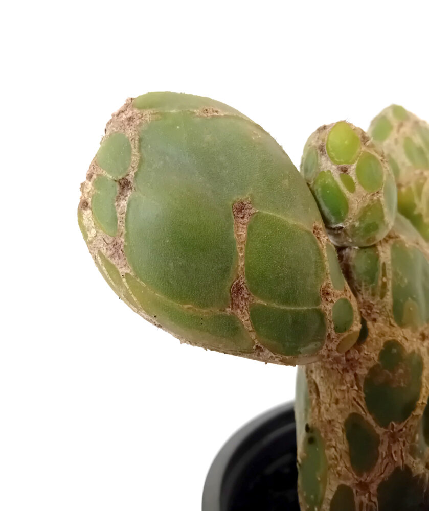 Opuntia zebrina reticulata - Imagen 2