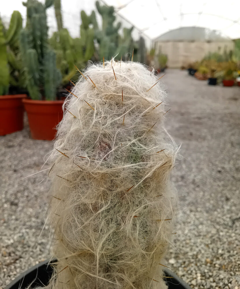 Oreocereus trollii - Imagen 2