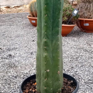 Trichocereus pachanoi (San Pedro)