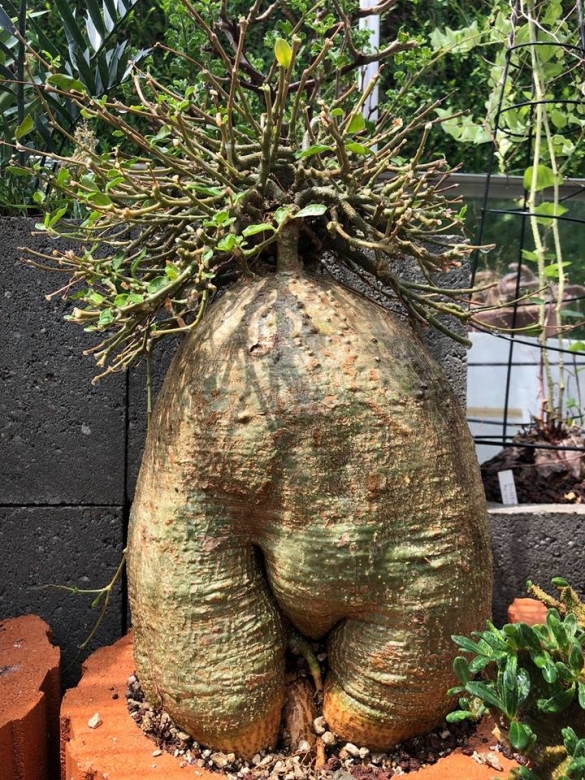 Fockea edulis - Imagen 4