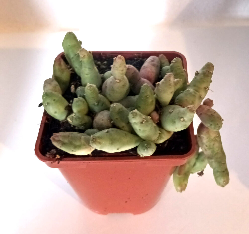 Piaranthus foetidus - Imagen 2