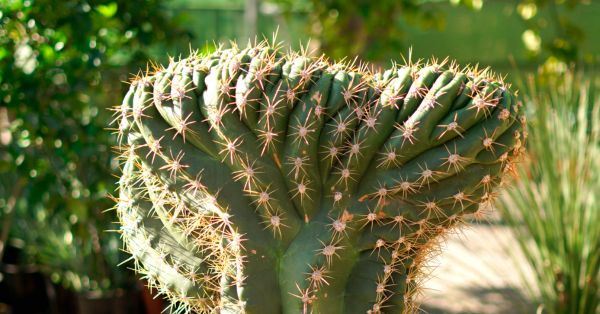 Cactus y suculentas