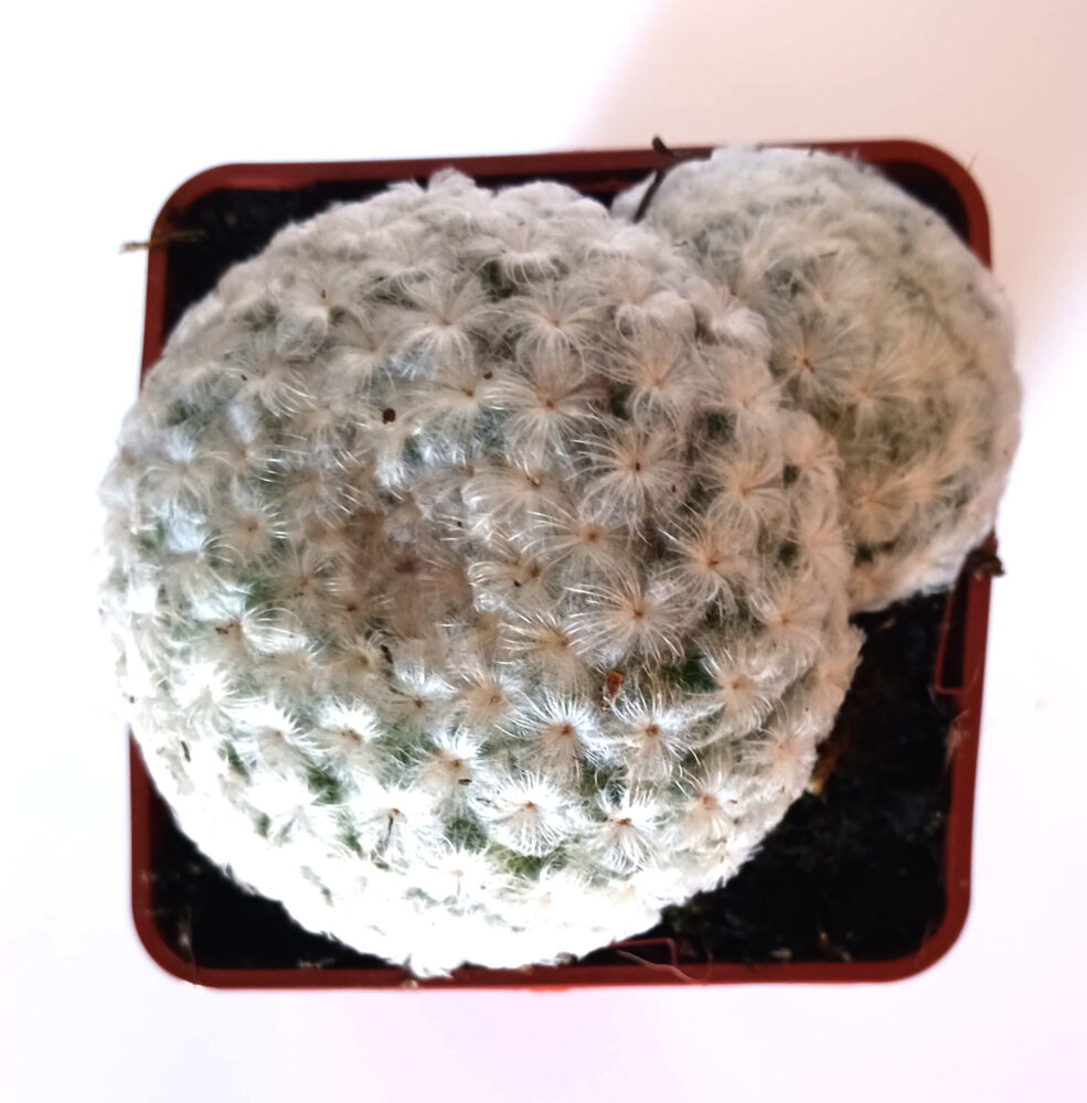 Mammillaria plumosa - Imagen 3