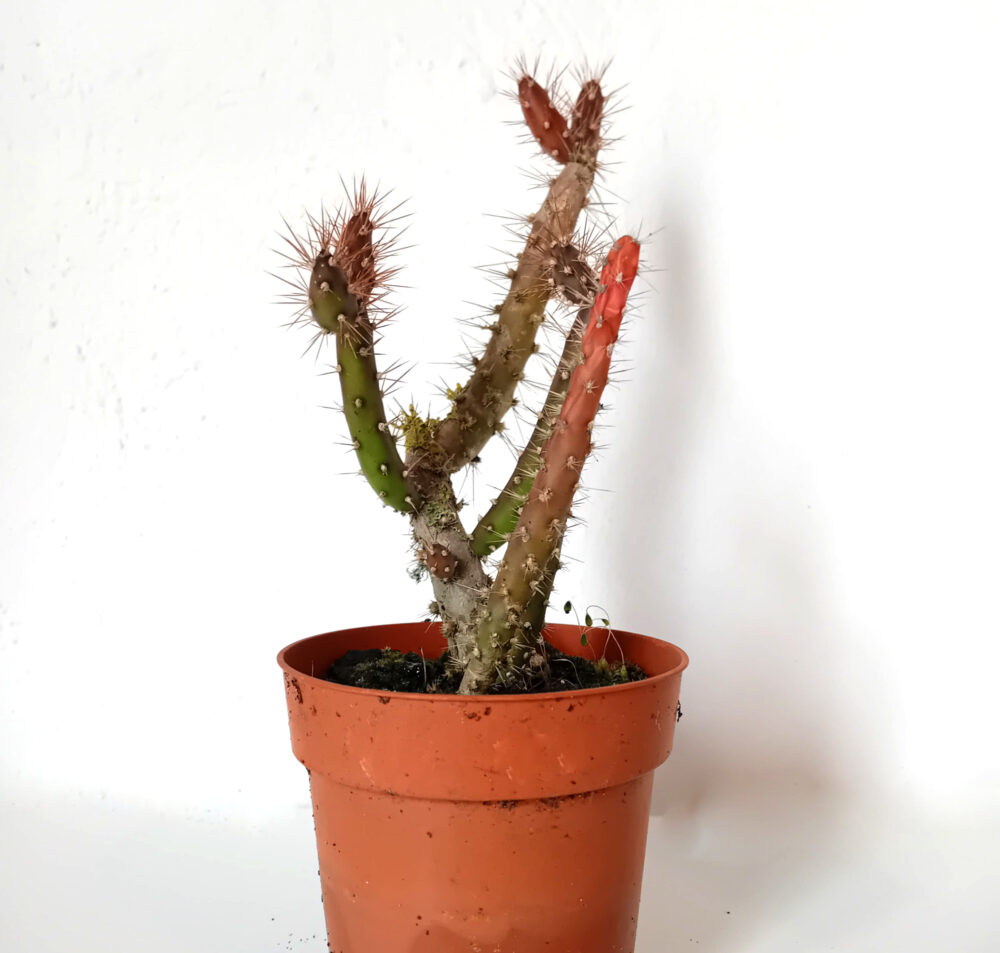 Salmonopuntia salmiana - Imagen 2