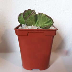 Stapelia leendertziae cristata