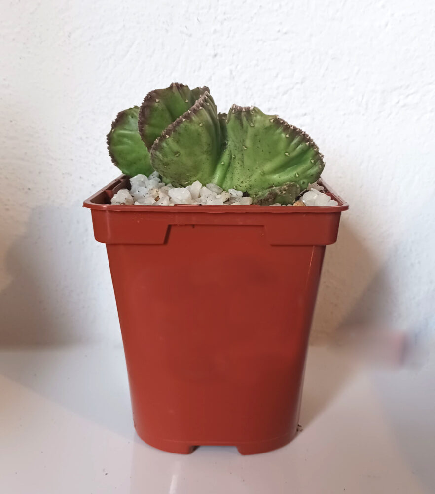 Stapelia leendertziae cristata - Imagen 2