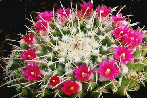 Mammillaria compressa - Imagen 3