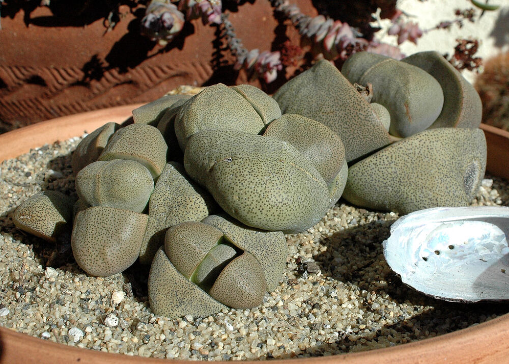 Pleiospilos nelii grupo - Imagen 5
