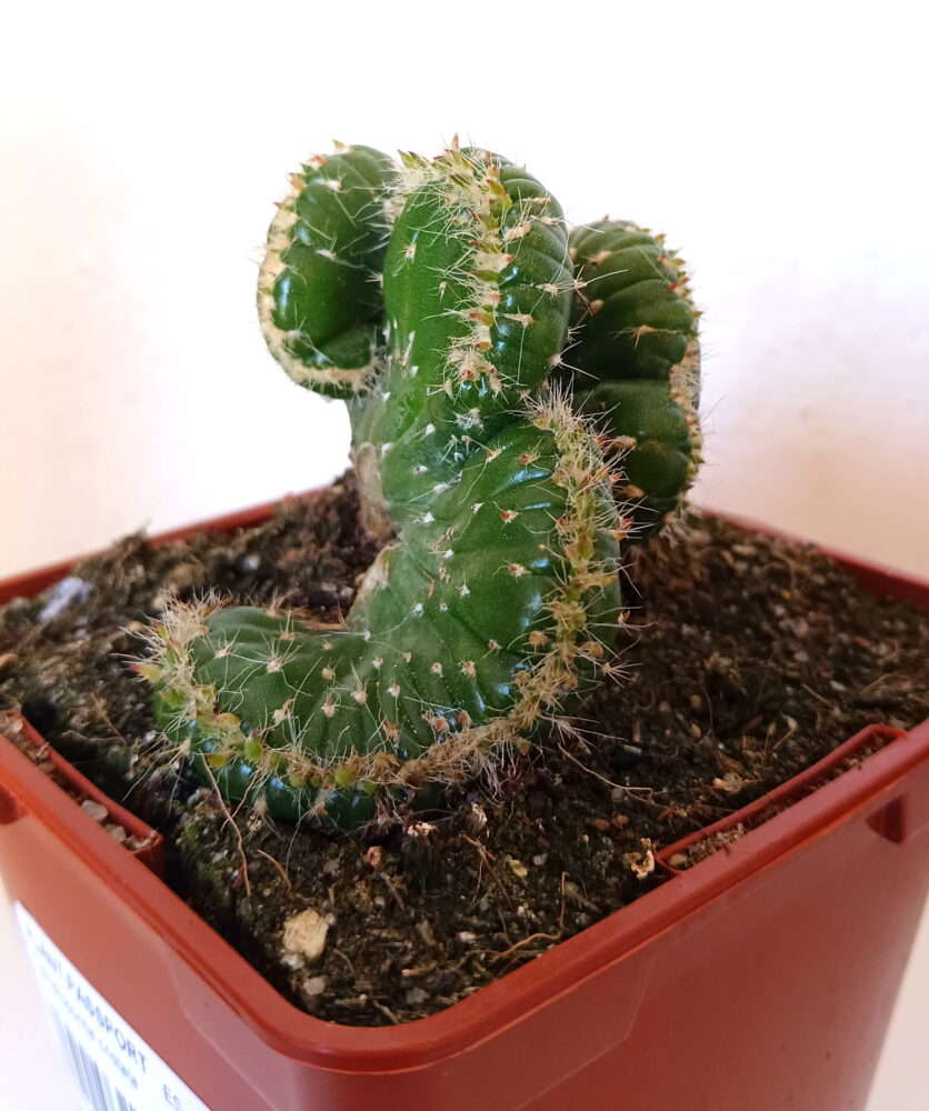 Austrocylindropuntia subulata cristata - Imagen 2