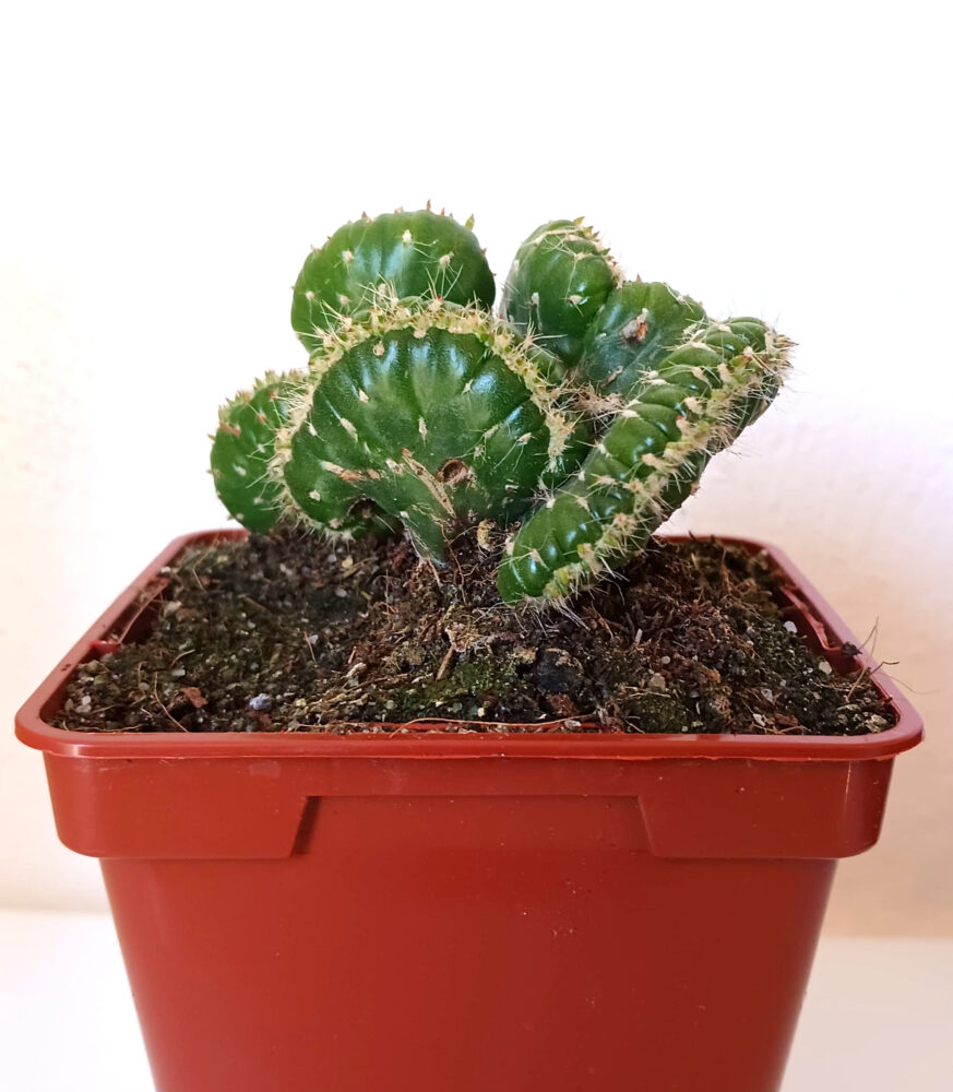 Austrocylindropuntia subulata cristata