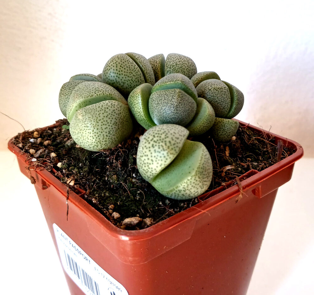 Pleiospilos nelii grupo