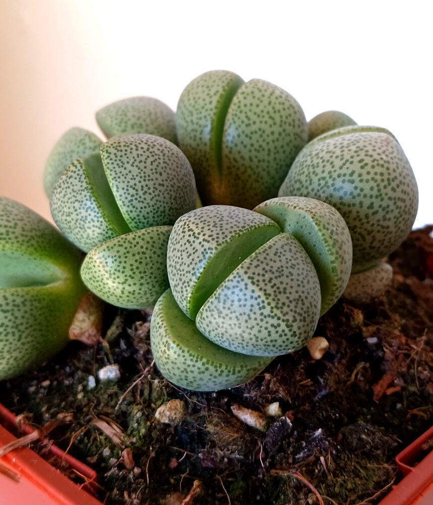 Pleiospilos nelii grupo - Imagen 3