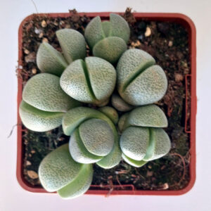 Pleiospilos nelii grupo