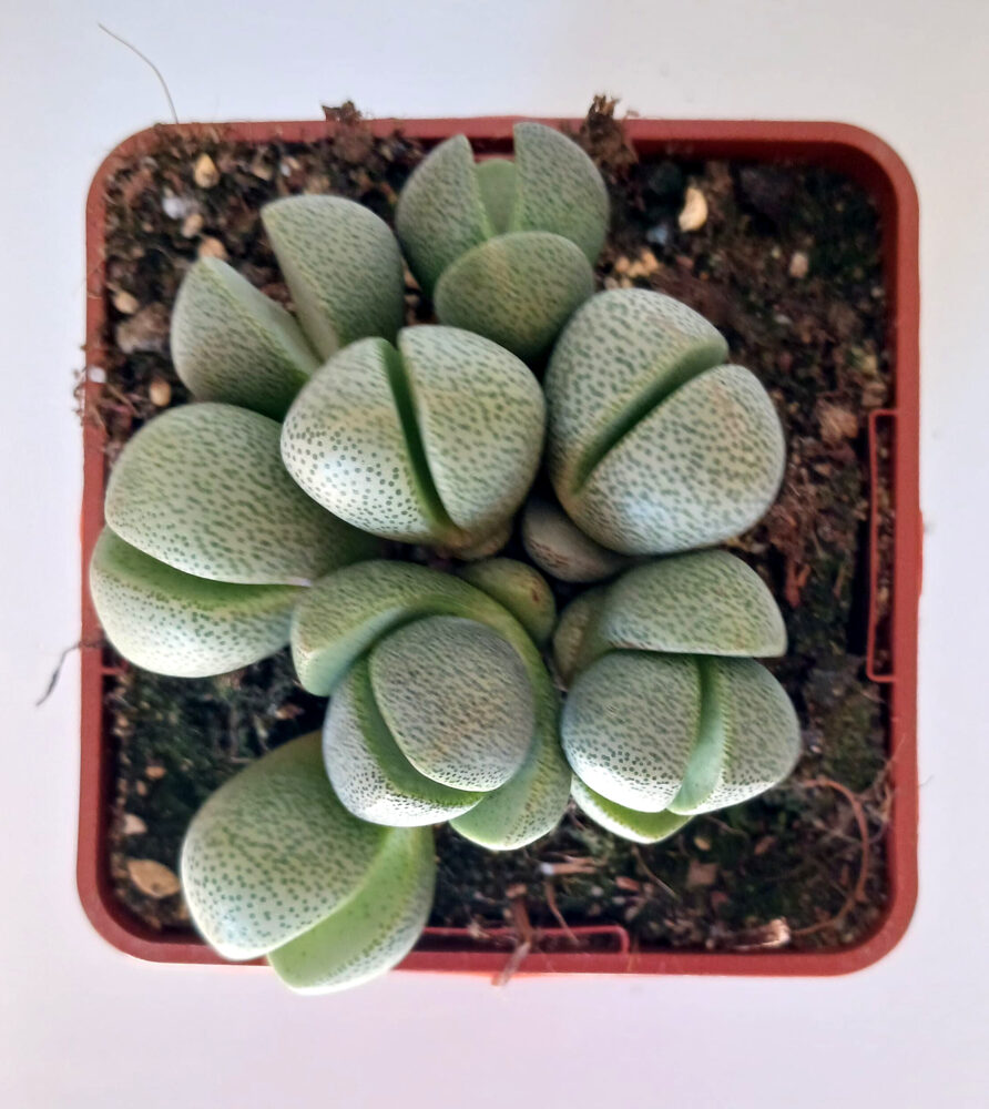 Pleiospilos nelii grupo - Imagen 2