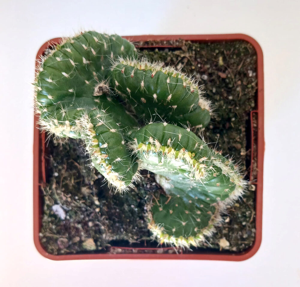 Austrocylindropuntia subulata cristata - Imagen 3