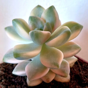 Graptoveria titubans variegata
