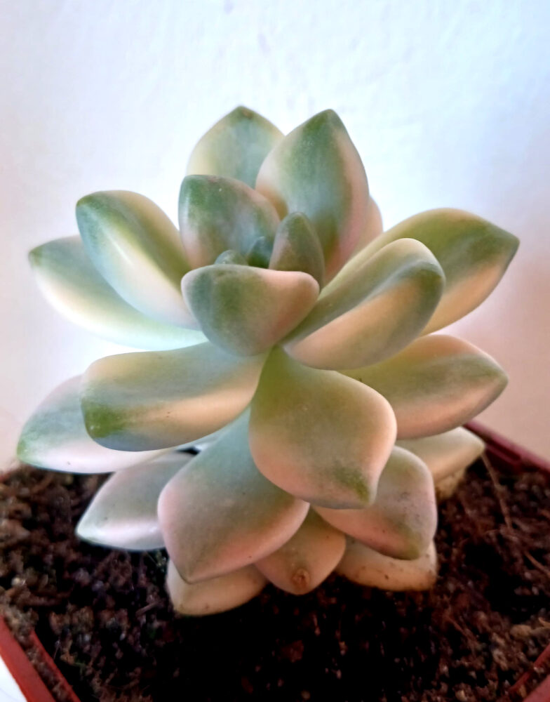 Graptoveria titubans variegata