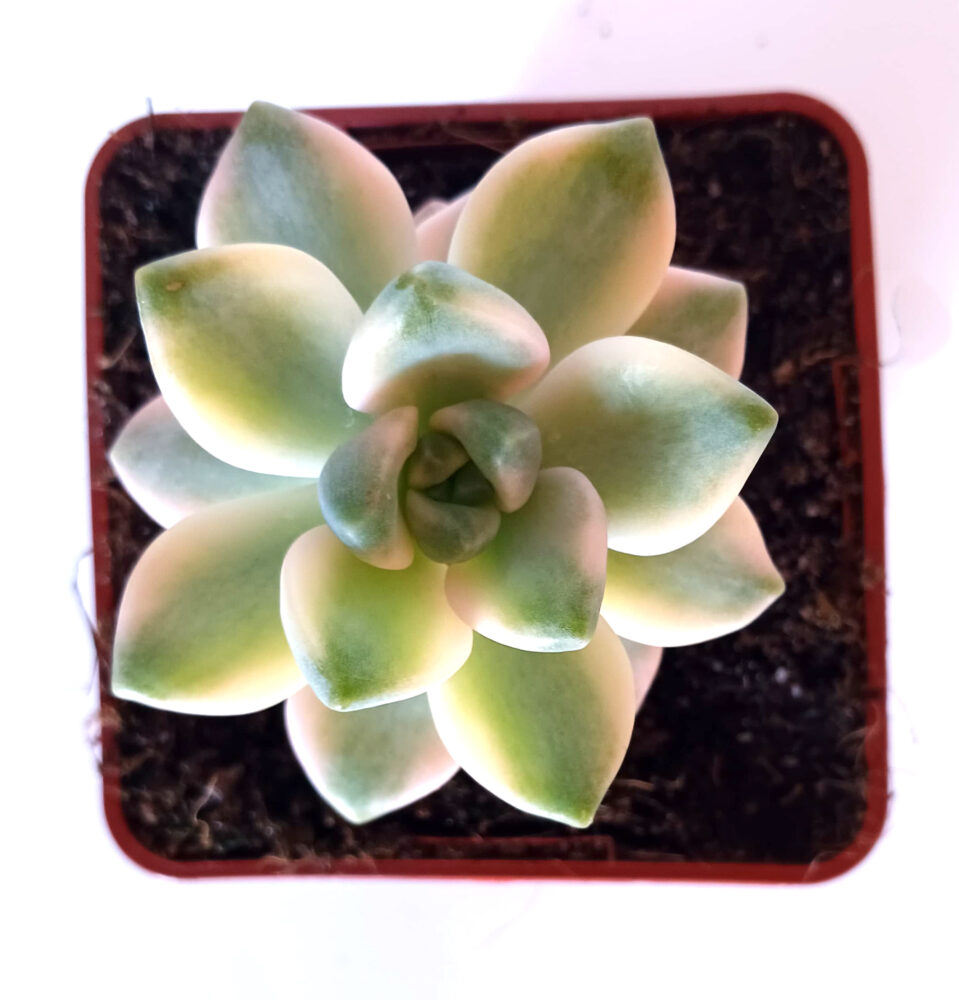 Graptoveria titubans variegata - Imagen 3