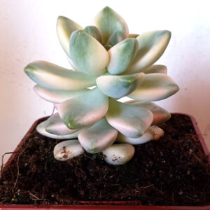 Graptoveria titubans variegata
