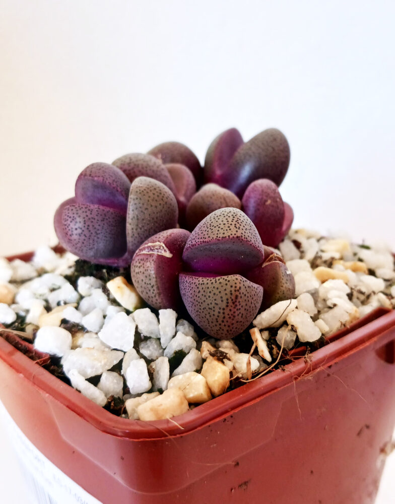 Pleiospilos nelii cv. royal flush - Imagen 2
