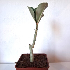 Adenium obesum
