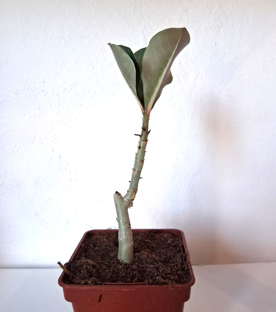 Adenium obesum