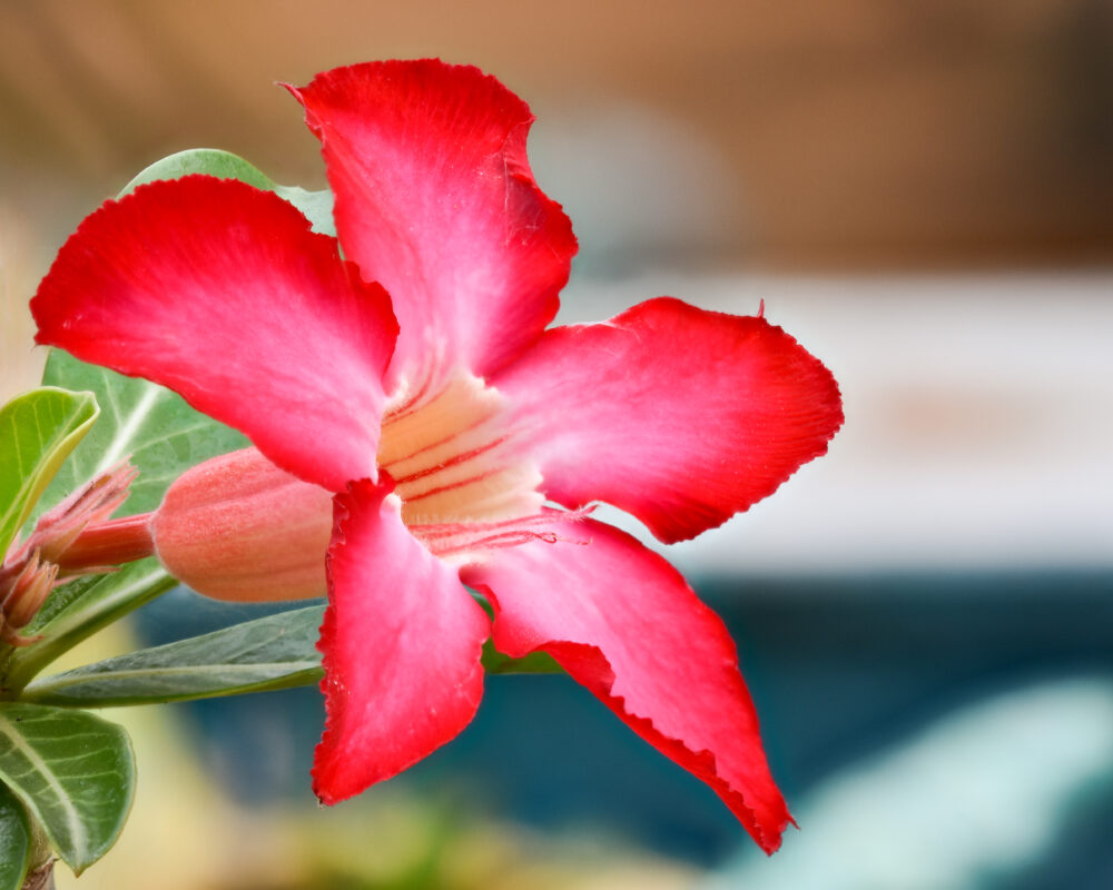 Adenium obesum - Imagen 3