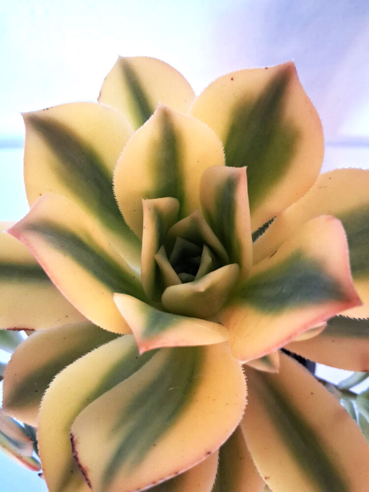 Aeonium cv. Starburst - Imagen 3