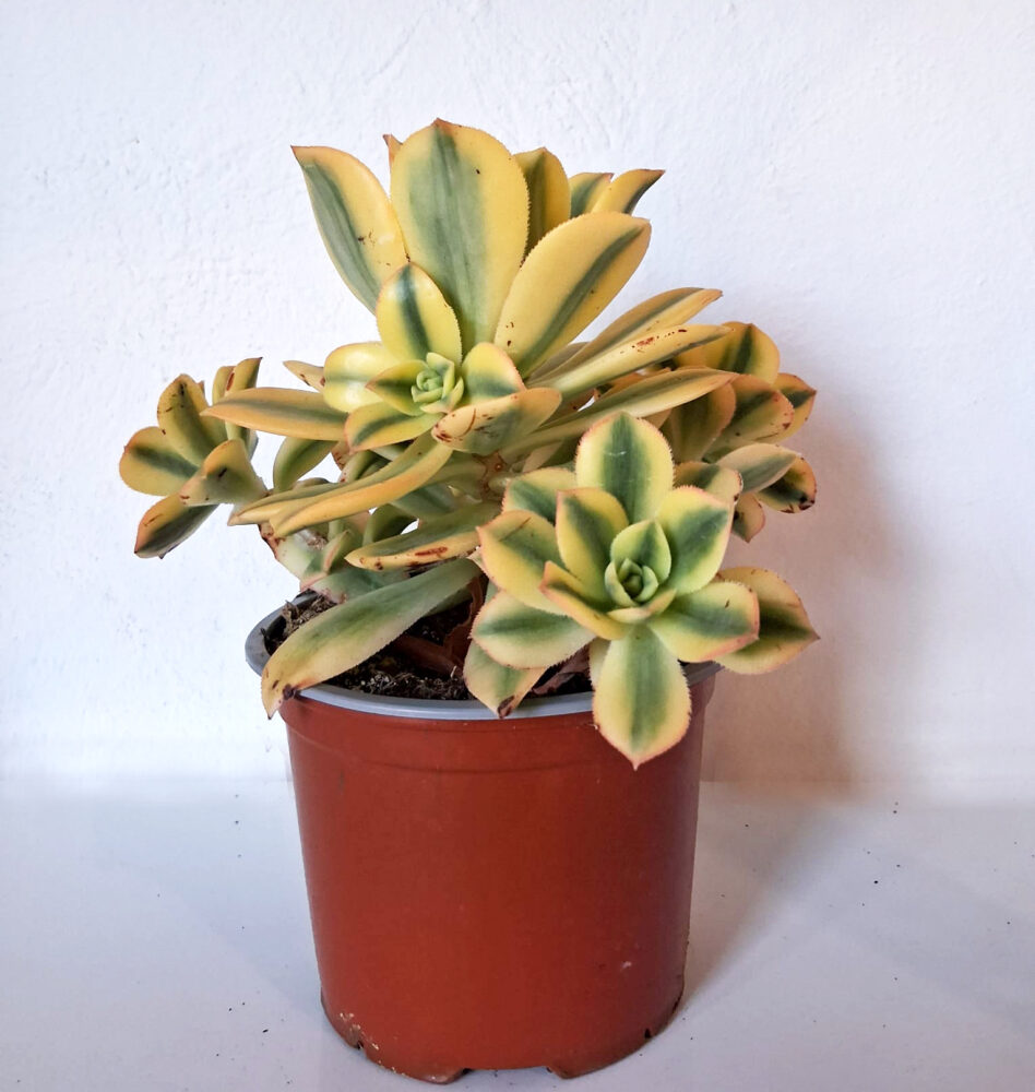 Aeonium cv. Starburst - Imagen 2