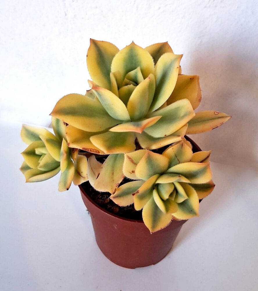 Aeonium cv. Starburst