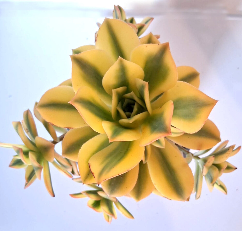 Aeonium cv. Starburst - Imagen 4