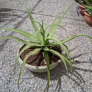Agave bracteosa