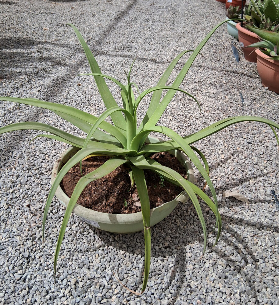 Agave bracteosa