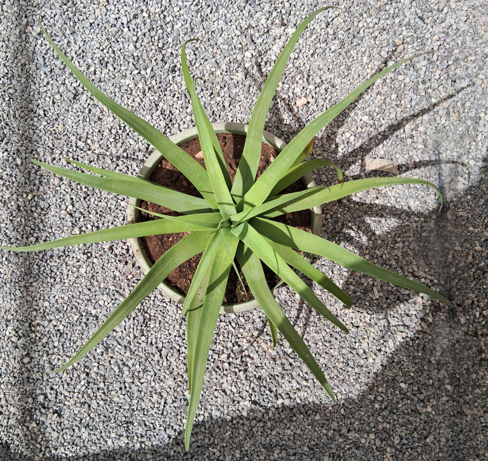 Agave bracteosa - Imagen 3